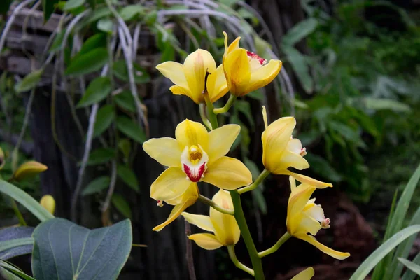 Flor Orquídea Amarela Jardim Verão — Fotografia de Stock