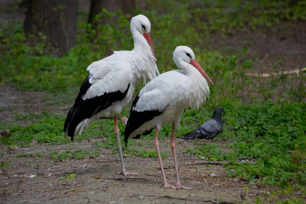 Wild White Stork Summer Park — Stock Photo, Image