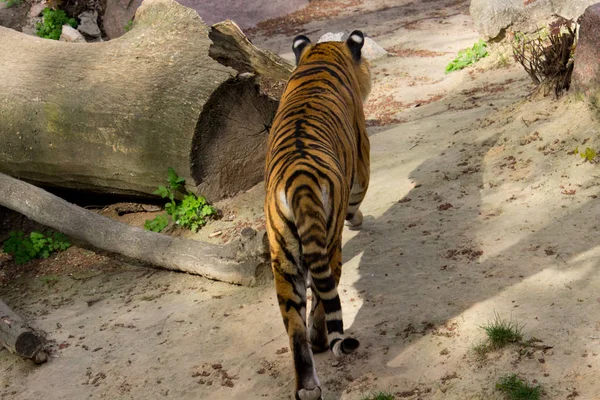 Sibirisk Tiger Gångavstånd Sommardag — Stockfoto