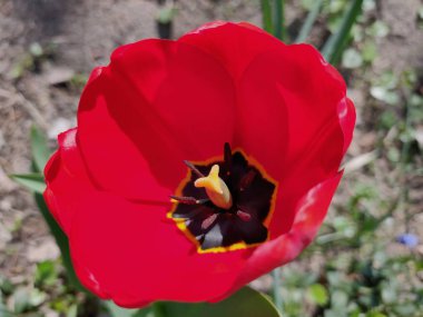 Güneşli bir günde kırmızı lale çiçek