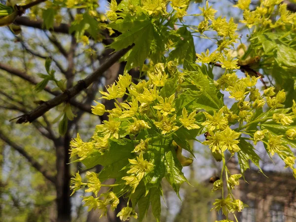 Érable Fleurit Contre Ciel Bleu Printemps — Photo