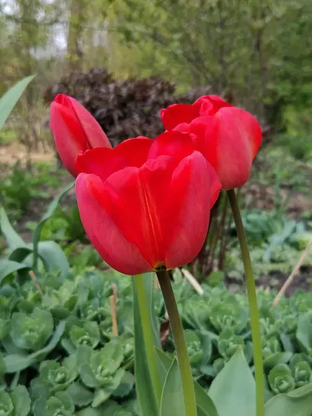 Röd Tulpan Blomma Solig Dag — Stockfoto