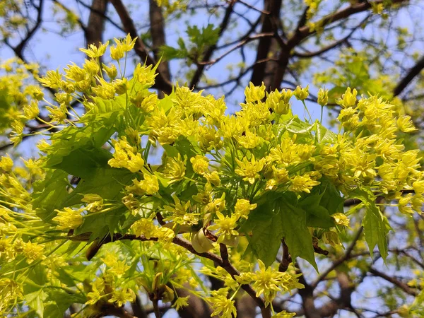 Érable Fleurit Contre Ciel Bleu Printemps — Photo