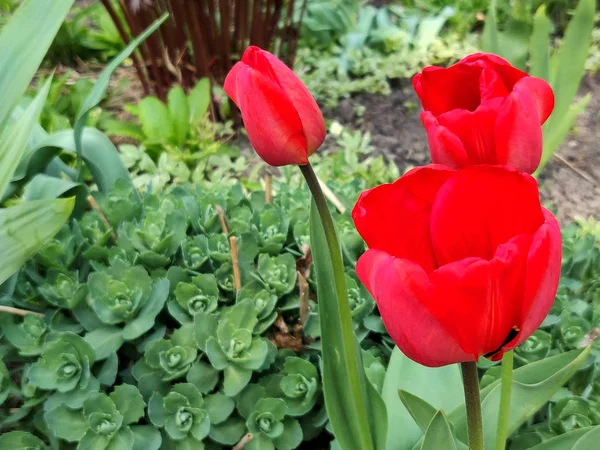 Röd Tulpan Blomma Solig Dag — Stockfoto