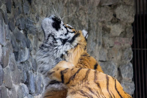 Tygr Ussurijský Odpočívající Letní Den — Stock fotografie