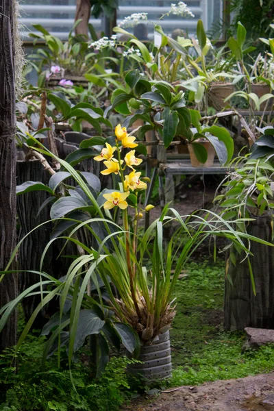 Flor Orquídea Amarela Jardim Verão — Fotografia de Stock