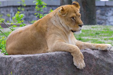 Kayanın üzerinde yalan dinlenme dişi aslan. Vahşi hayvan