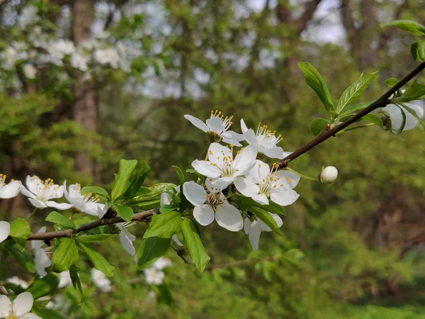 春に咲く白い桜梅 — ストック写真