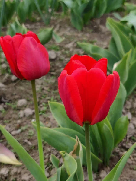 Röd Tulpan Blomma Solig Dag — Stockfoto