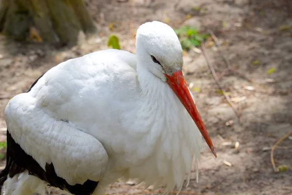 Cigogne Blanche Sauvage Dans Parc Été — Photo