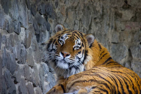 Siberian Tiger Resting Summer Day — Stock Photo, Image