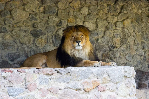 夏の日で休むライオン 野生動物 — ストック写真
