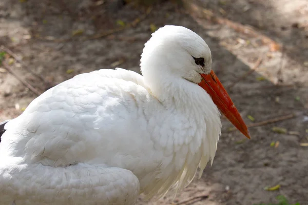 Cigogne Blanche Sauvage Dans Parc Été — Photo