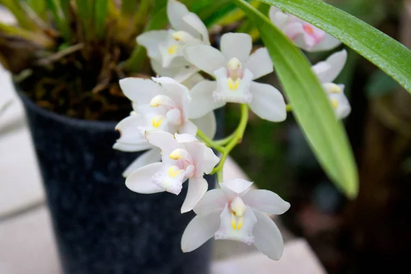 Biały Kwiat Orchidei Ogrodzie — Zdjęcie stockowe