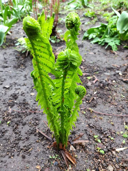 Green Bush Fern Garden — Stock Photo, Image