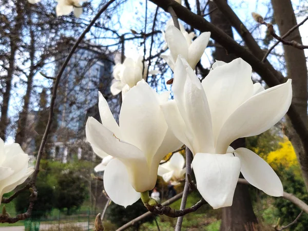 Beautiful Magnolia Flower Springtime Park — Stock Photo, Image