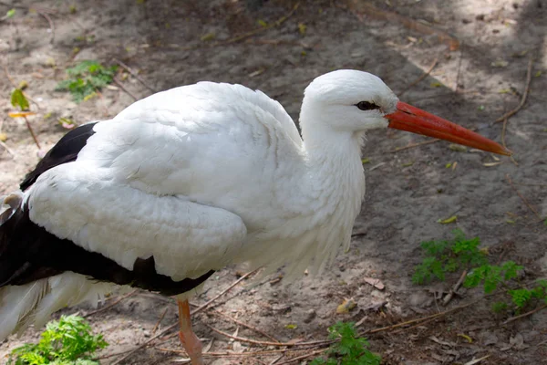 Cigogne Blanche Sauvage Dans Parc Été — Photo