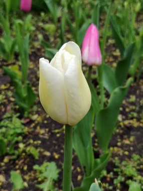 Güneşli bir günde beyaz lale çiçeği