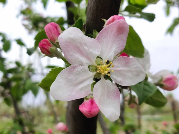 春のリンゴの木の枝に美しい白いリンゴの花 — ストック写真