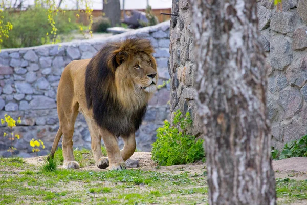 Lion Marche Jour Été Animaux Sauvages — Photo