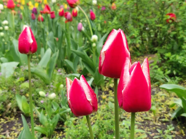 Röd Tulpan Blomma Solig Dag — Stockfoto