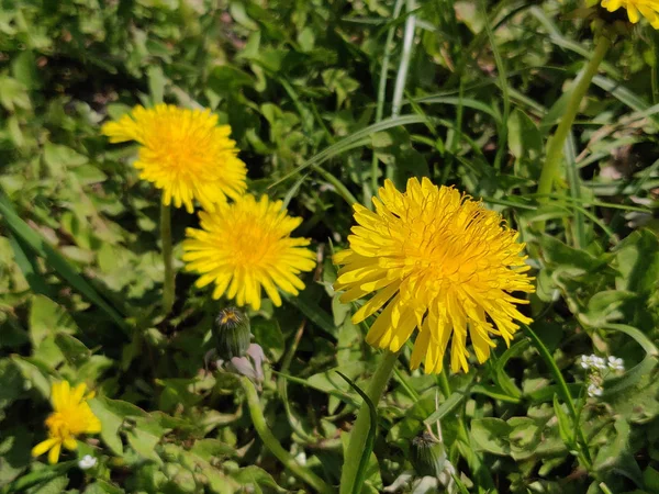 Fioritura Fiore Tarassaco Primavera — Foto Stock