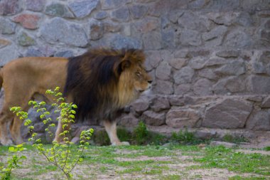 Bir yaz gününde yürüyüş aslan. Vahşi hayvan