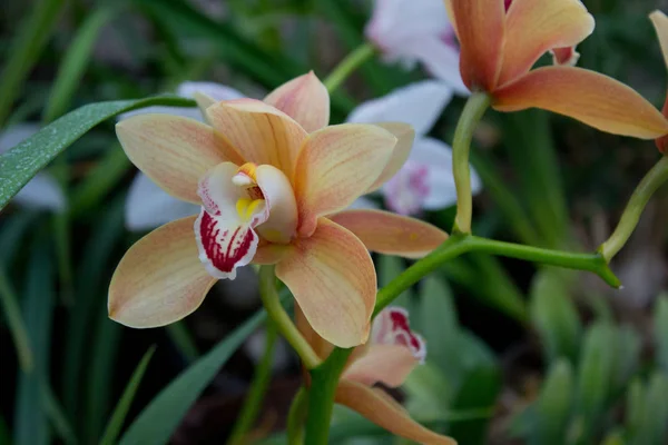 Flor Colorida Orquídea Jardín Del Verano —  Fotos de Stock