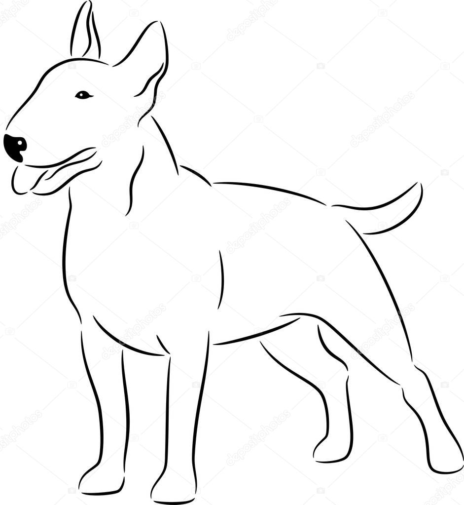 Bull terrier dog 
