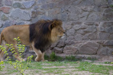 Bir yaz gününde yürüyüş aslan. Vahşi hayvan