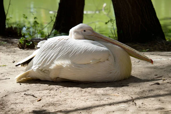 Pelicano Dia Verão Aves Selvagens — Fotografia de Stock