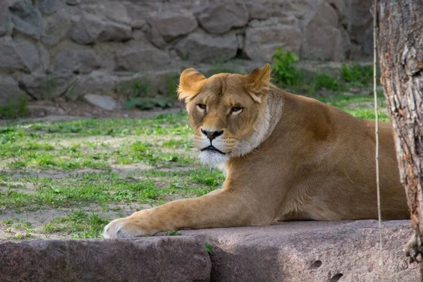 狮子躺在岩石上休息 野生动物 — 图库照片#