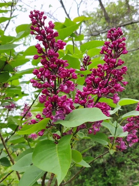 公園の春に美しいライラックの花 — ストック写真