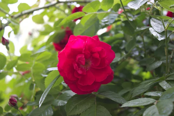 Photo Une Rose Rouge Fleurs Dans Jardin — Photo