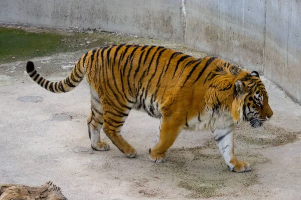 Сибирский Тигр Гуляет Летний День — стоковое фото