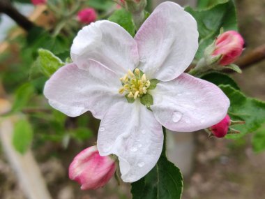 Elma ağacı dalı bahar üzerinde güzel beyaz elma çiçeği