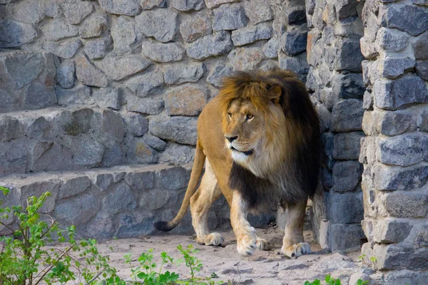 夏の日の上を歩くライオン 野生動物 — ストック写真
