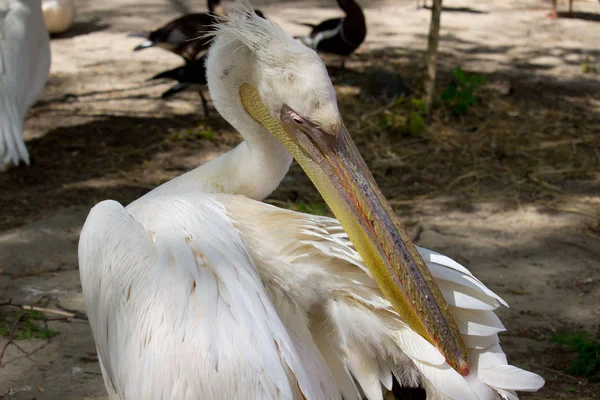 Pelikaan Zomerdag Wilde Vogel — Stockfoto