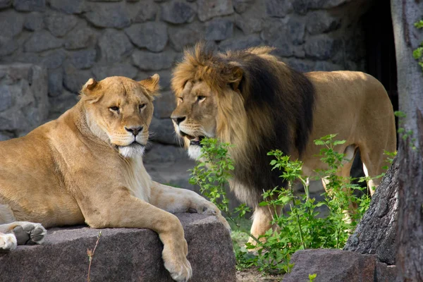 Lionne Couchée Sur Rocher Animaux Sauvages — Photo