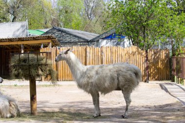 Lama yaz günü açık havacıda