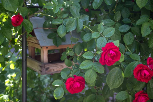 Zdjęcie Kwitnącej Czerwonej Róży Ogrodzie — Zdjęcie stockowe
