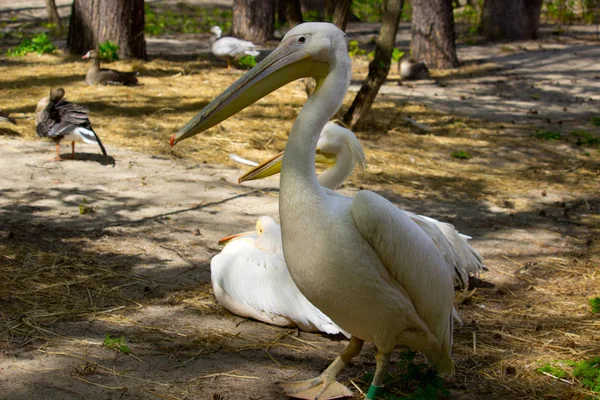 Pelicano Dia Verão Aves Selvagens — Fotografia de Stock