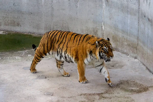 Sibirisk Tiger Gångavstånd Sommardag — Stockfoto