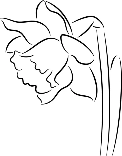 Flor de Narciso — Archivo Imágenes Vectoriales