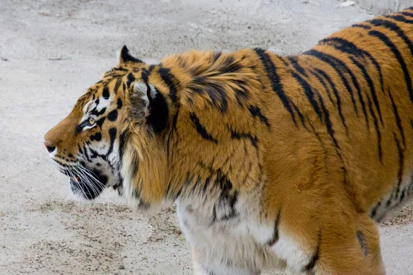 Sibirisk Tiger Gångavstånd Sommardag — Stockfoto