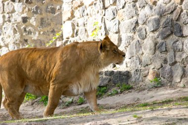 Dişi aslan bir yaz gününde yürüyor. Vahşi hayvan