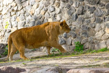Dişi aslan bir yaz gününde yürüyor. Vahşi hayvan