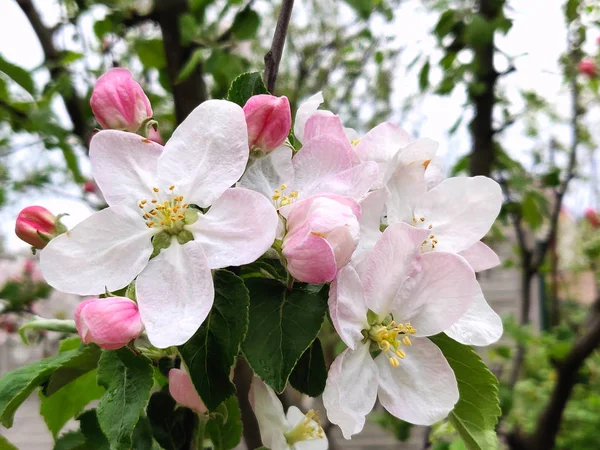 春のリンゴの木の枝にリンゴの花 — ストック写真