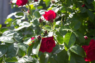 Bahçede açan kırmızı bir gülün fotoğrafı.