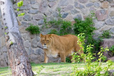 Dişi aslan bir yaz gününde yürüyor. Vahşi hayvan